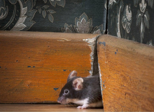 Chemische middelen tegen ratten en muizen verboden - Dierplagenshop
