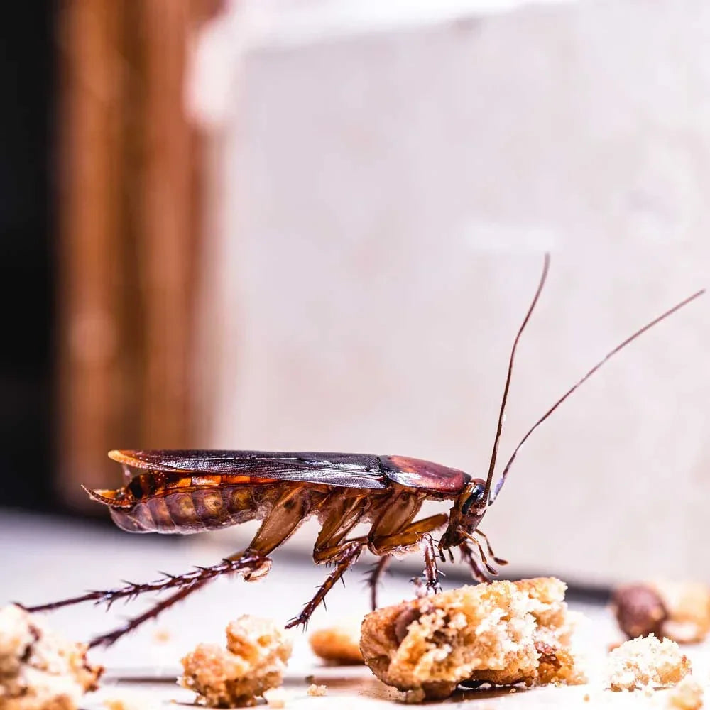 Provecta 1ltr - Dierplagenshop