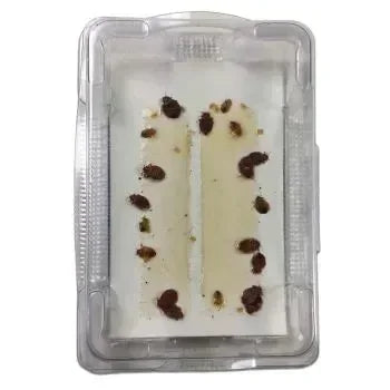 BedBug Alert Monitor Trap (set 12) - Dierplagenshop