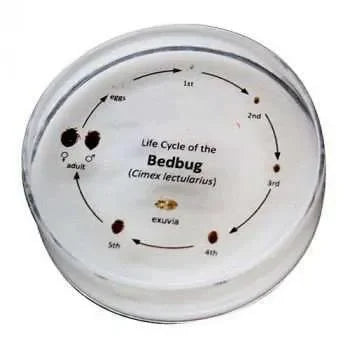 Bedwants Cyclus - Dierplagenshop