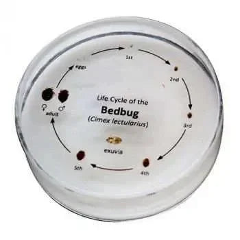 Bedwants Cyclus - Dierplagenshop