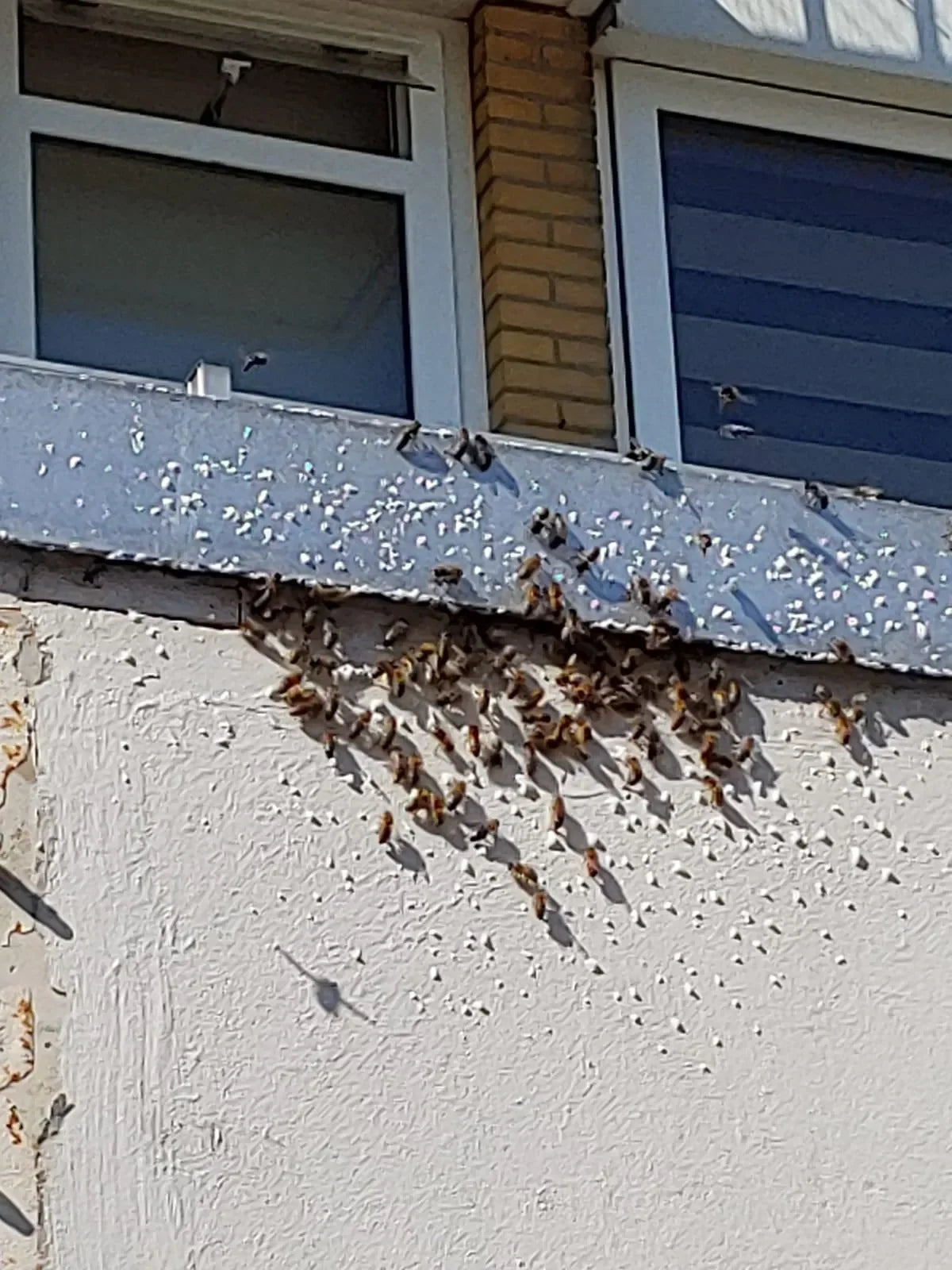 Bestrijding wespennest op locatie met 💯% garantie - Dierplagenshop