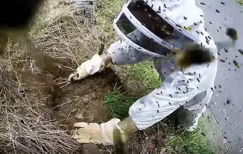 Bestrijding wespennest op locatie met 💯% garantie - Dierplagenshop