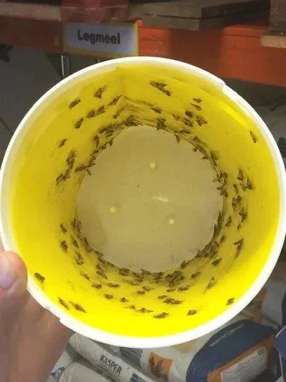 Black Stripe Mottenval Lijmplaat - Dierplagenshop