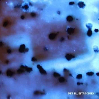 Bluestar Cimex - Dierplagenshop