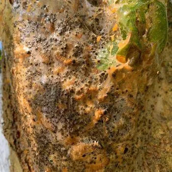 Catefix 2020 - 5 ltr - Dierplagenshop