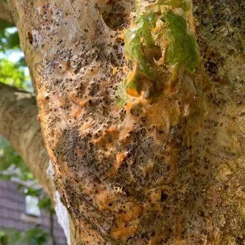 Catefix 2020 - 5 ltr - Dierplagenshop