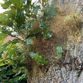 Catefix 2020 - 5 ltr - Dierplagenshop