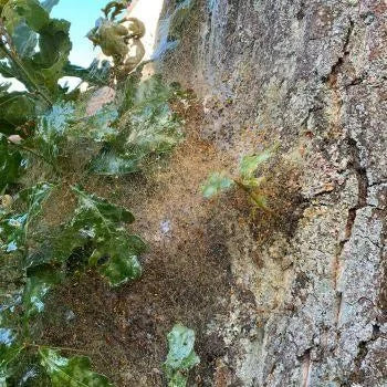 Catefix 2020 - 5 ltr - Dierplagenshop