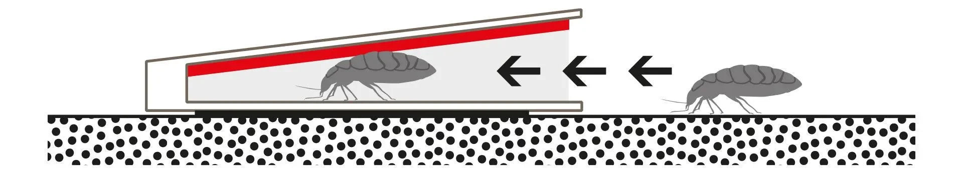 Domobios bedwantsval (10 stuks) - Dierplagenshop