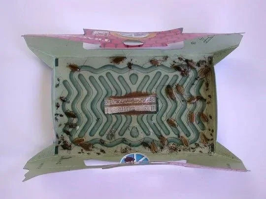 HoyHoy Trap-A-Roach 5-Pack - Dierplagenshop