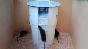 Piper Ecotrap 2 knaagdierenval Startset - Dierplagenshop