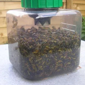 WaspbaneWespenval - Dierplagenshop
