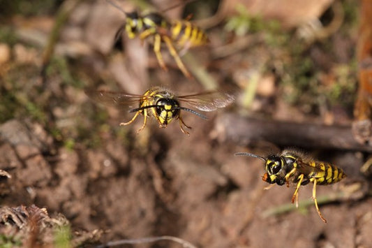 Een gewone wesp (Vespula vulgaris) vliegt haar ondergrondse nest binnen