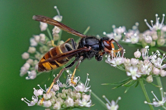 Geelpoothoornaar (Vespa velutina) op een bloem