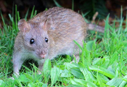 Bruine rat (Rattus norvegicus) op zoek naar voedsel