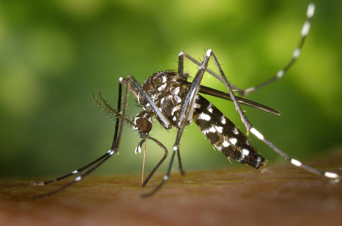 Aziatische tijgermug (Aedes albopictus) met kenmerkende zwart-witte tekening