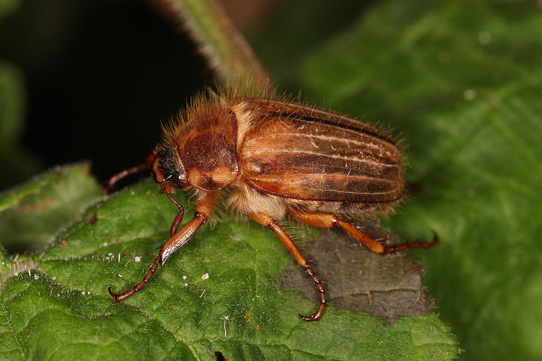 Junikever (Amphimallon solstitiale), lichtbruine kever met behaard borststuk