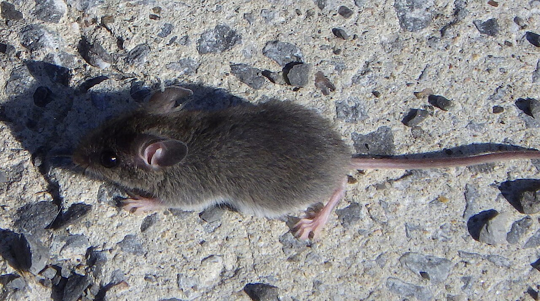 Huismuis (Mus musculus)