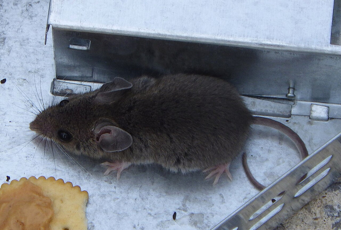 Huismuis (Mus musculus)