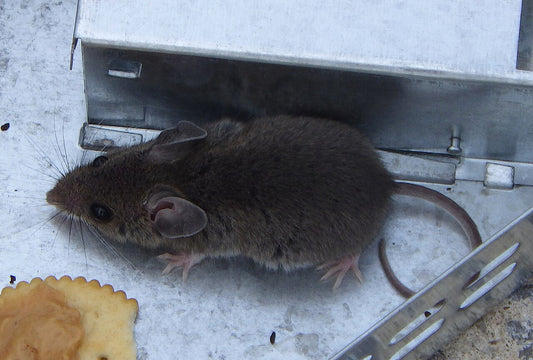Huismuis (Mus musculus)