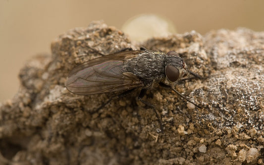 Clustervlieg (Pollenia rudis) van dichtbij