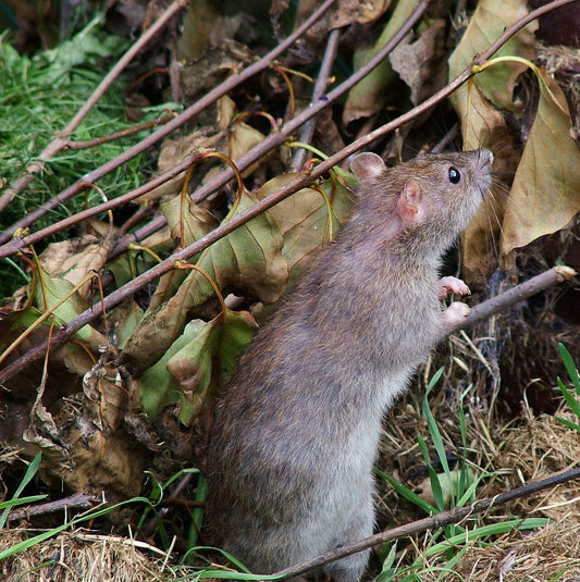 Bruine rat (Rattus norvegicus) rechtop