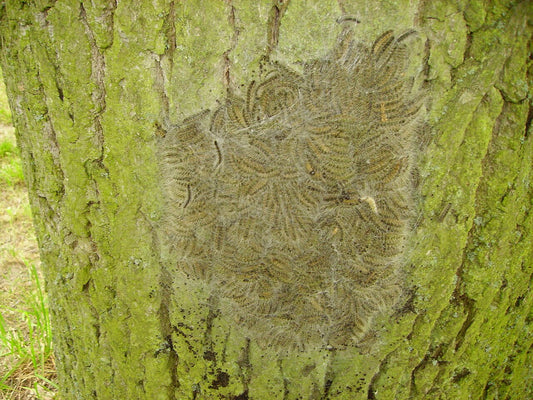 Nest van eikenprocessierupsen op een eikenstam
