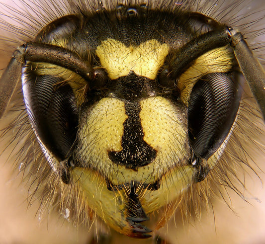 Gewone wesp (Vespula vulgaris), portret