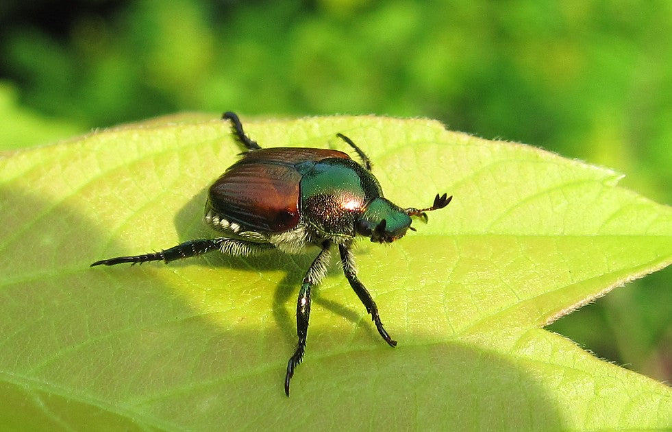 Japanse kever (Popillia japonica) op een blad, met groene borststuk en koperkleurige dekschilden