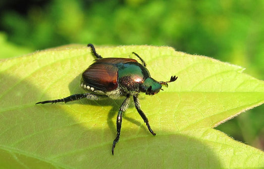 Japanse kever (Popillia japonica) op een blad, met groene borststuk en koperkleurige dekschilden