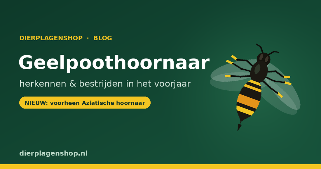 Geelpoothoornaar in de tuin: zo herken en bestrijd je de Aziatische hoornaar