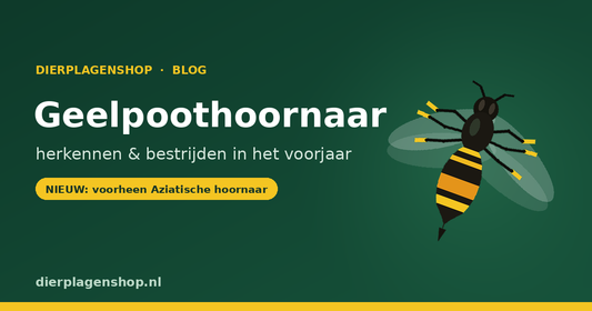 Geelpoothoornaar in de tuin: zo herken en bestrijd je de Aziatische hoornaar