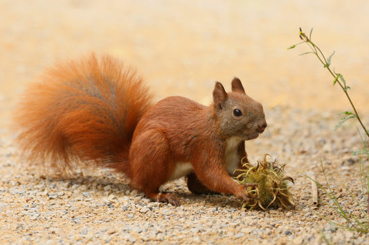 Rode eekhoorn (Sciurus vulgaris). Foto: zoofanatic via Flickr en Wikimedia Commons, CC BY 2.0