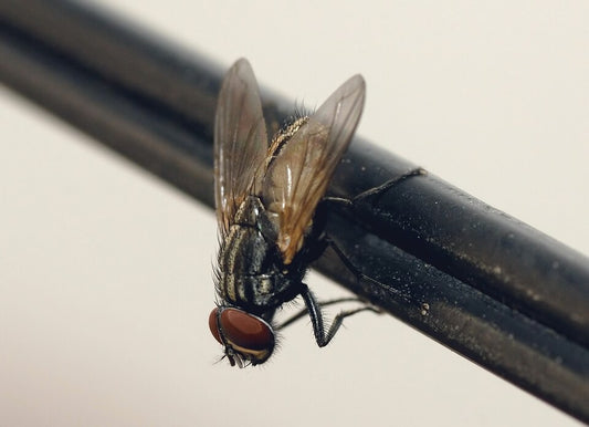 Close-up van een huisvlieg (Musca domestica) op een draad