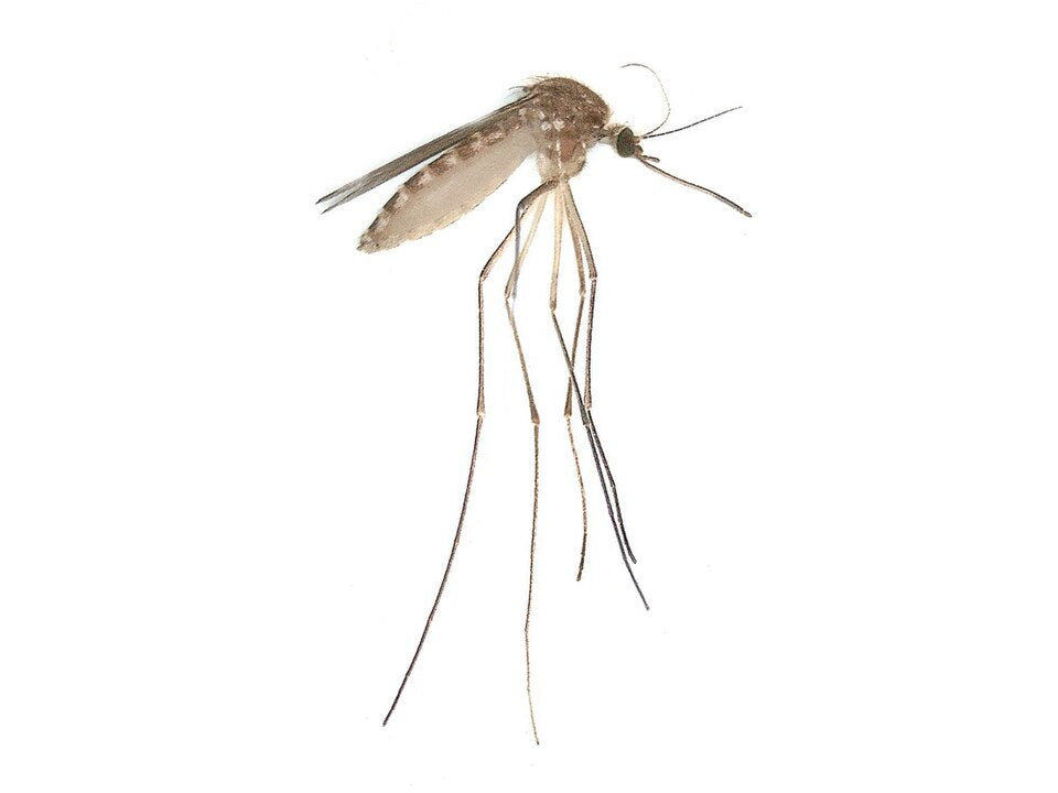 Close-up van een steekmug (Culex pipiens/torrentium), gefotografeerd in Elst, Nederland