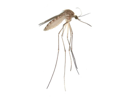 Close-up van een steekmug (Culex pipiens/torrentium), gefotografeerd in Elst, Nederland