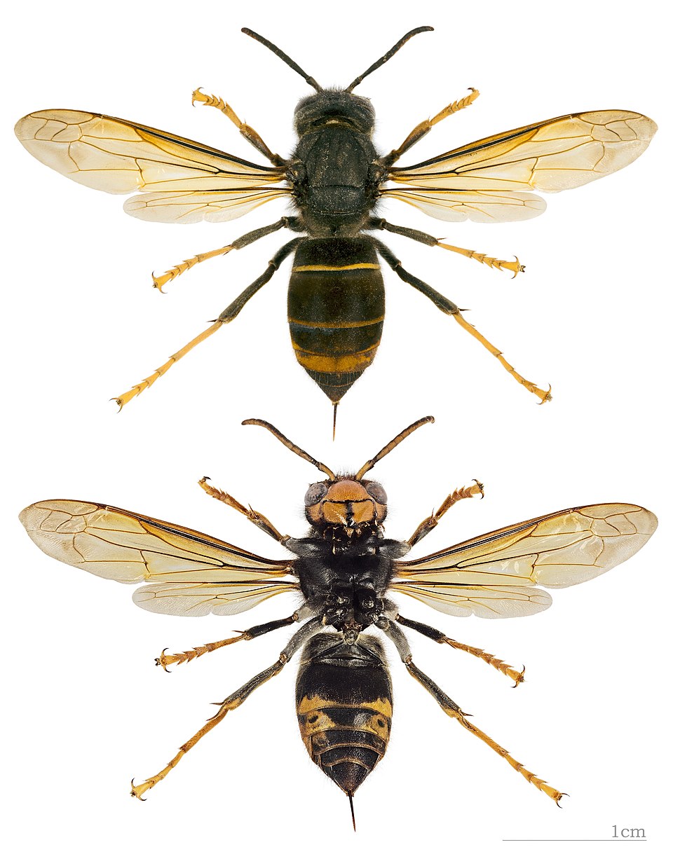 Aziatische hoornaar (Vespa velutina nigrithorax), twee aanzichten van hetzelfde exemplaar