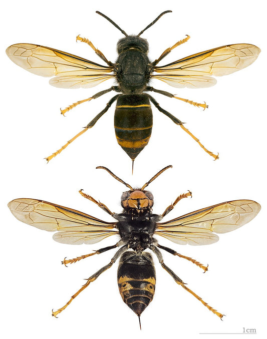 Aziatische hoornaar (Vespa velutina nigrithorax), twee aanzichten van hetzelfde exemplaar
