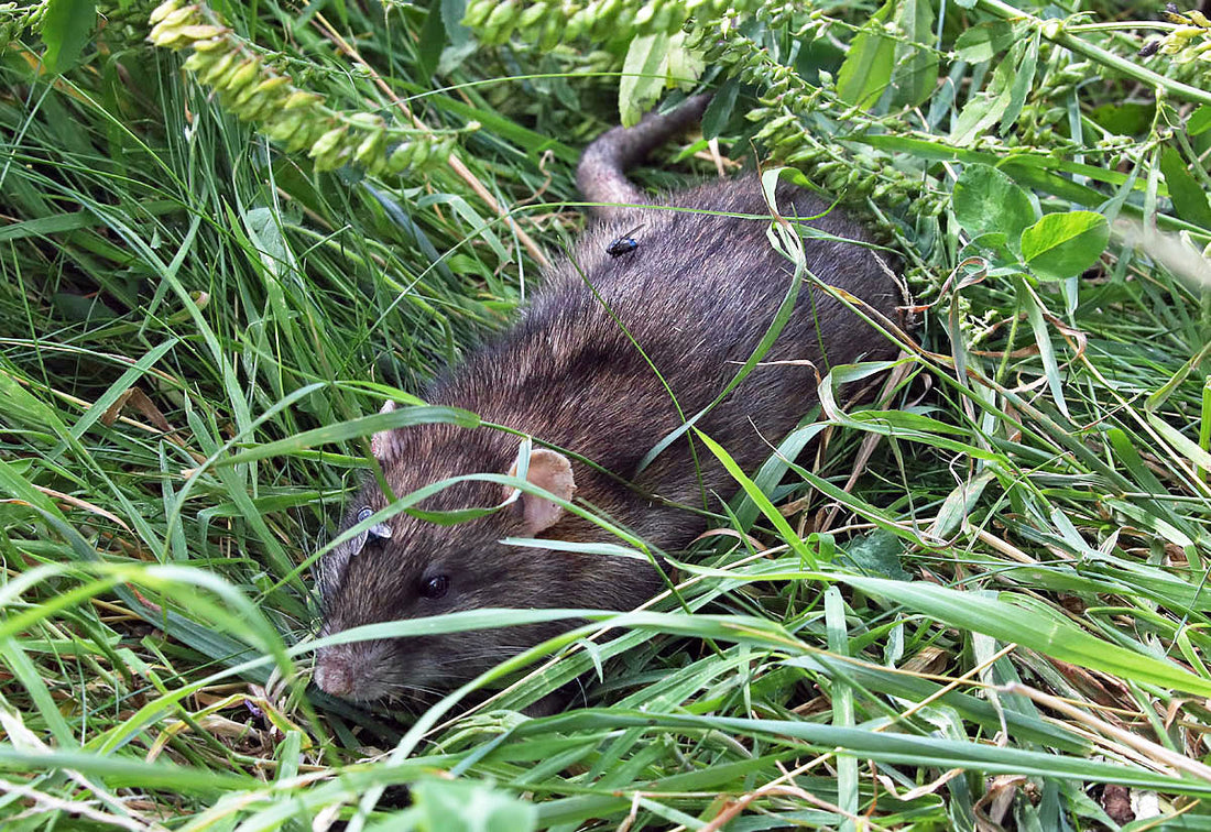 Bruine rat op straat langs een kade