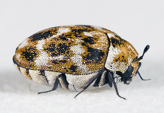 Tapijtkever (Anthrenus verbasci), zijaanzicht