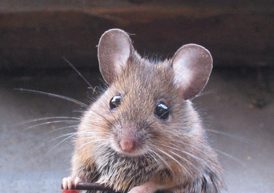 Muis in Nederland, foto Rasbak via Wikimedia Commons