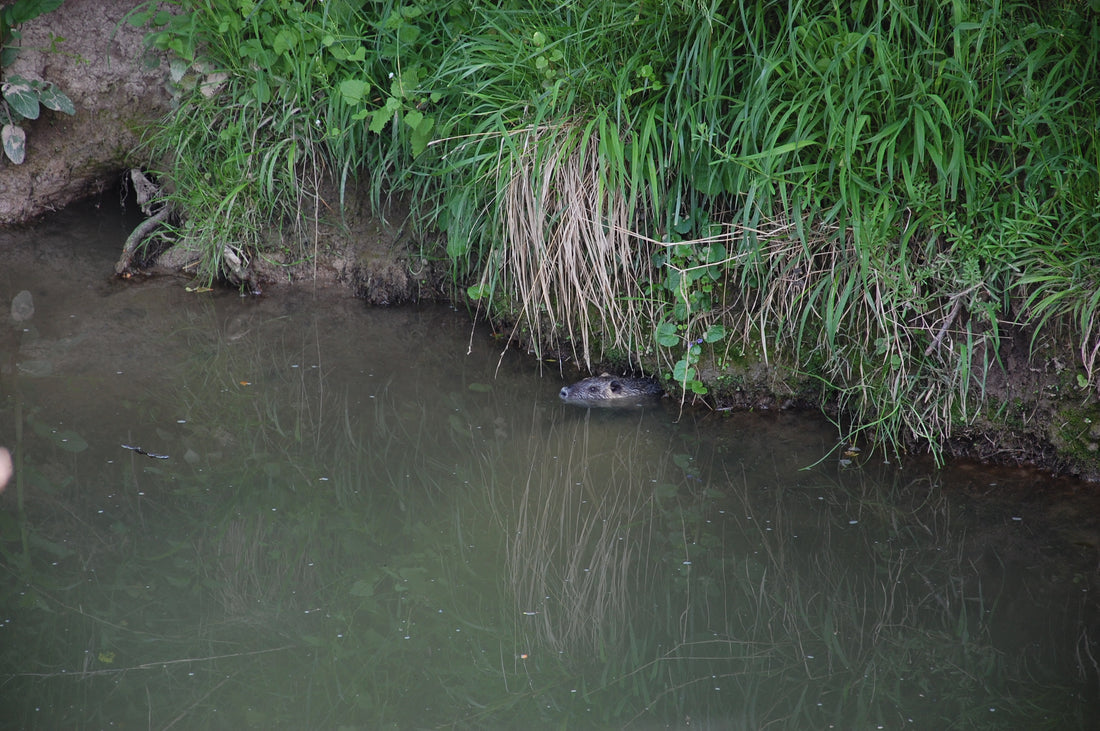 Muskusrat op een oever. Foto: Sgbeer, Wikimedia Commons, CC BY-SA 3.0