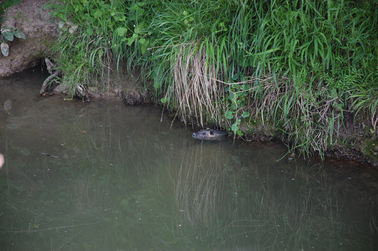 Muskusrat op een oever. Foto: Sgbeer, Wikimedia Commons, CC BY-SA 3.0