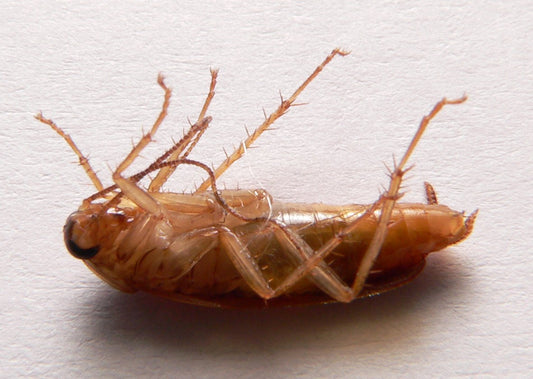 Duitse kakkerlak (Blattella germanica) van dichtbij