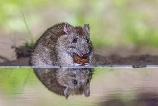 Bruine rat (Rattus norvegicus) in Drenthe, Nederland