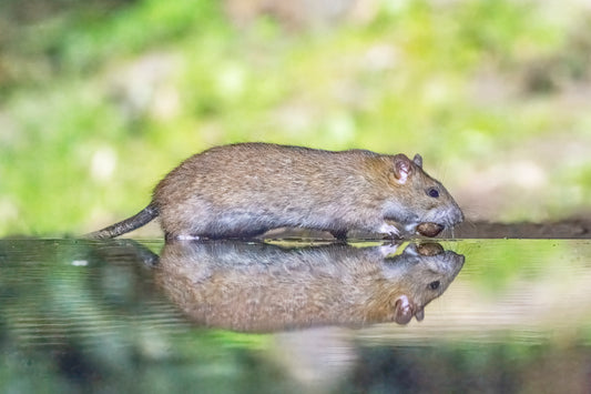 Bruine rat (Rattus norvegicus) gefotografeerd in Drenthe, Nederland