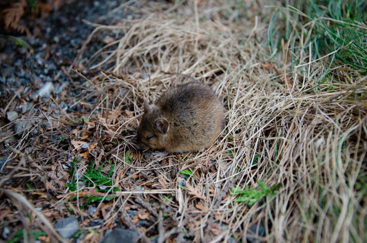 Bruine rat (Rattus norvegicus)