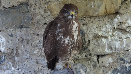 Buizerd (Buteo buteo), een roofvogel die last kan hebben van doorvergiftiging door rattengif