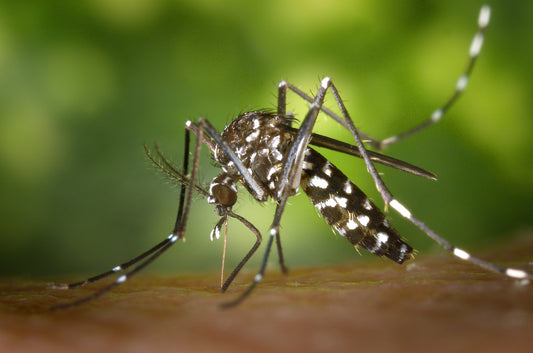 Aziatische tijgermug (Aedes albopictus) met zwart-wit gestreepte poten